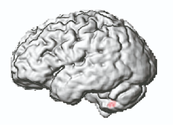 Abbildung eines gesunden Gehirns